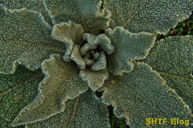 DIY feminine pads using mullein leaves