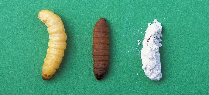 wax moth larva