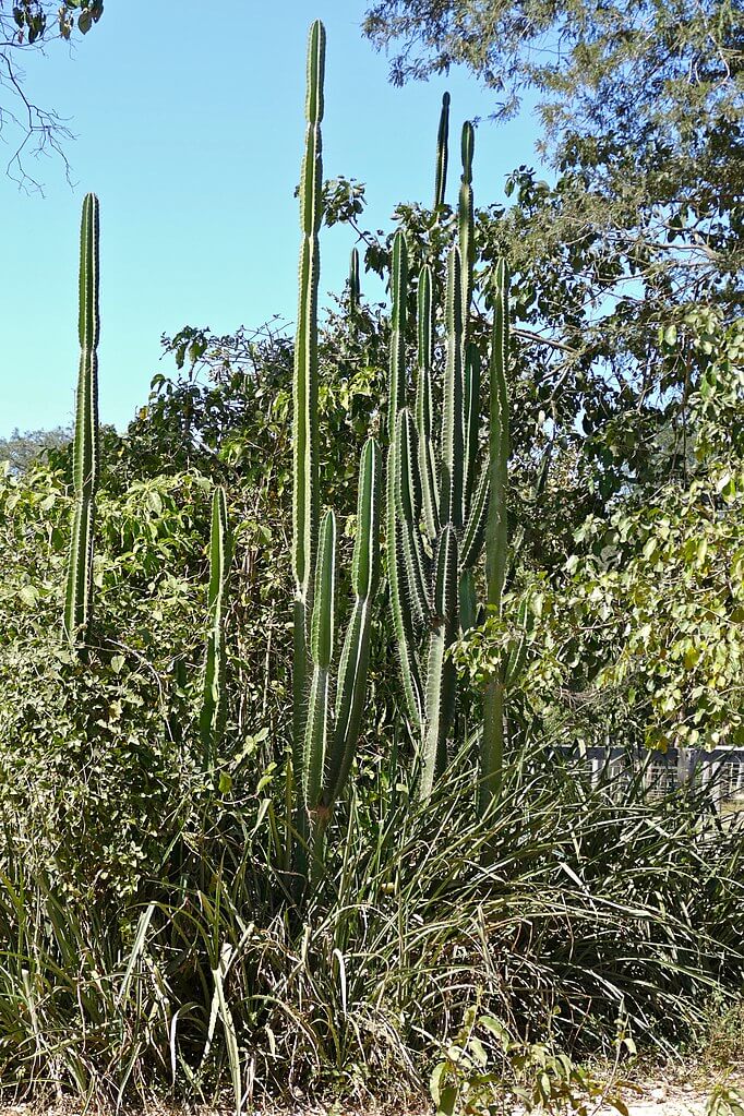 Apple Cactus