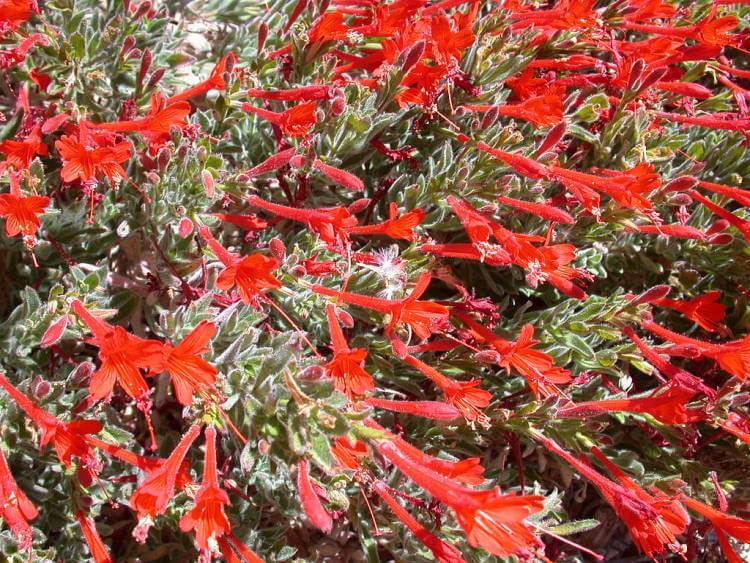 California Fuchsia (R. speciosum)