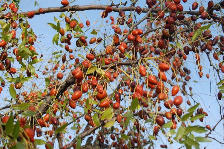 Chinese Jujube (Z. jujuba)