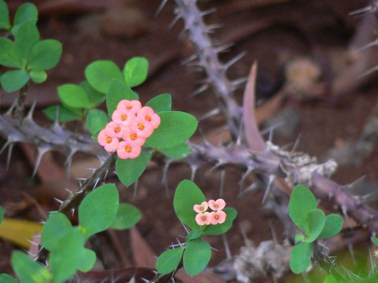 Crown of Thorns (E. milii)