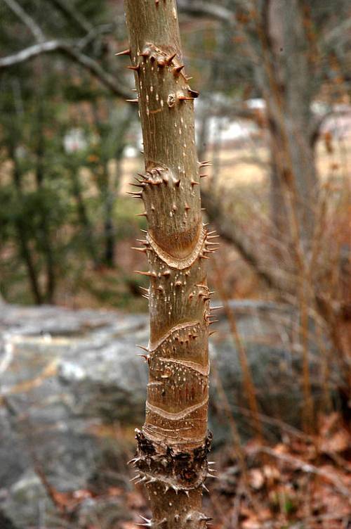 Devil’s Walking Stick (A. spinosa)