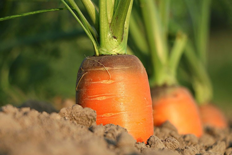 “Don’t have sandy soil? You can forget about pulling these out in one piece then.”