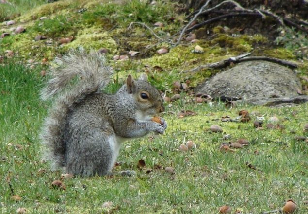 gray squirrel