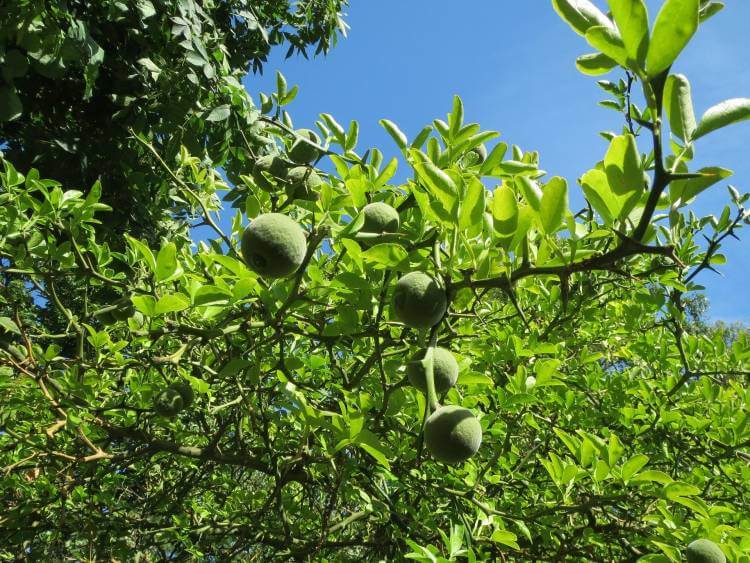 Hardy Orange (P. trifoliata)