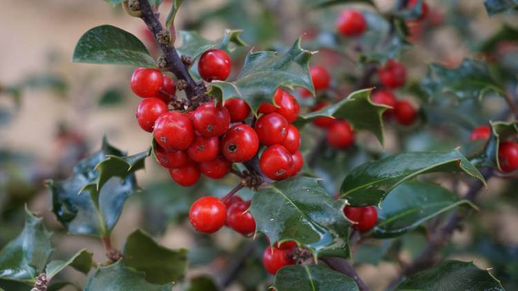 Holly (I. aquifolium)