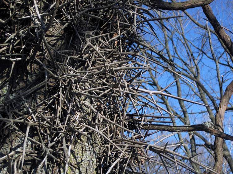 Honey Locust (G. triacanthos)