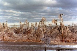 ice_storm_98_trees_line_noaa6198