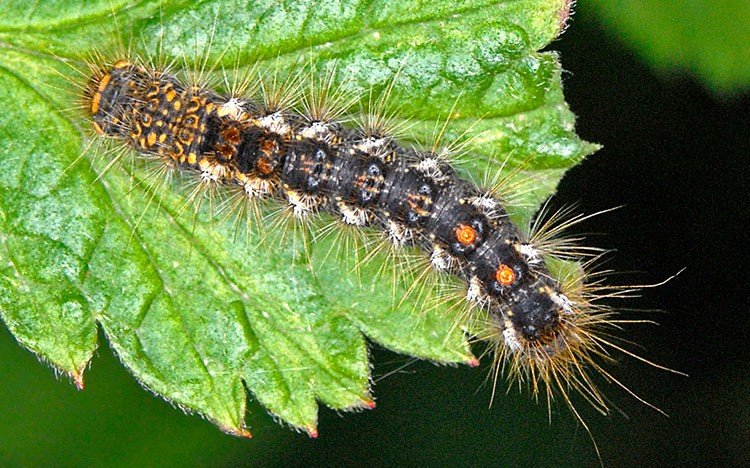 browntail moth caterpillar