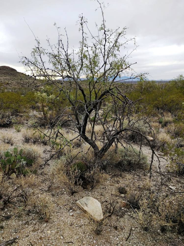 Mesquite (P. glandulosa/P. velutina)