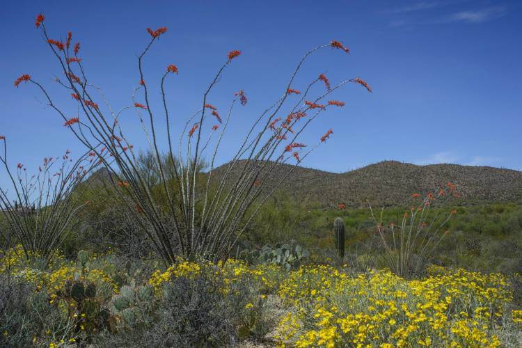 Ocotillo