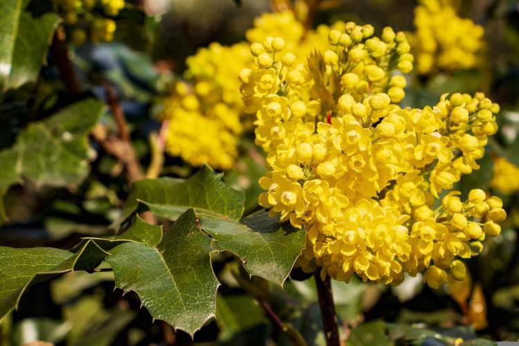 Oregon Grape (M. aquifolium)