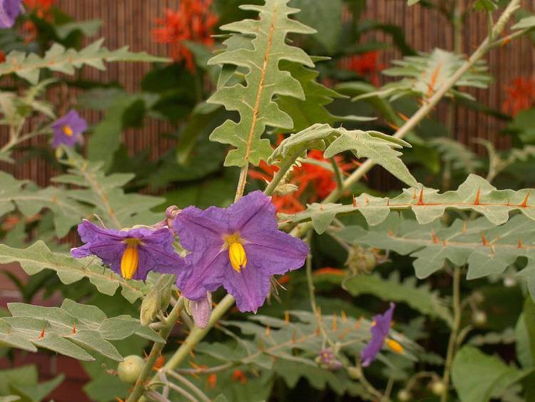 Porcupine tomato (S. pyracanthos)