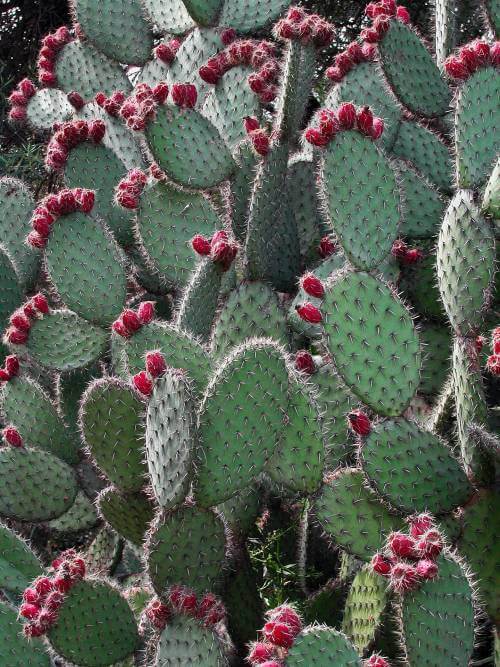 Prickly Pear (Opuntia)