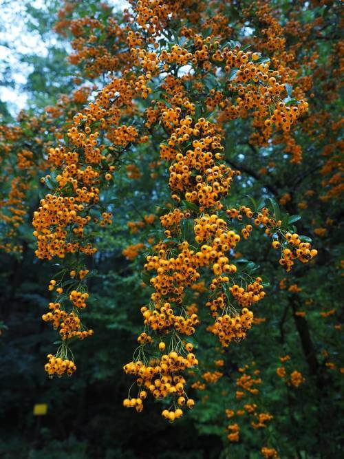 Pyracantha (P. angustifolia/P. cocchinea)