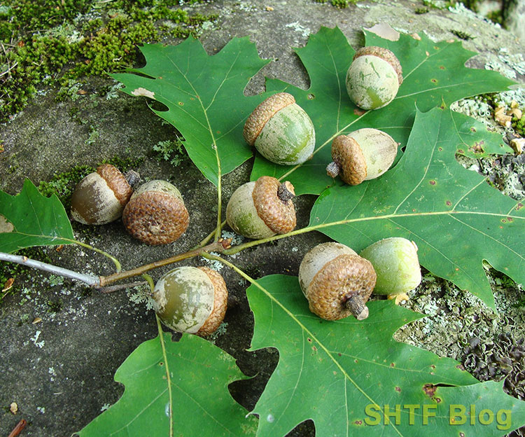 acorns on the ground