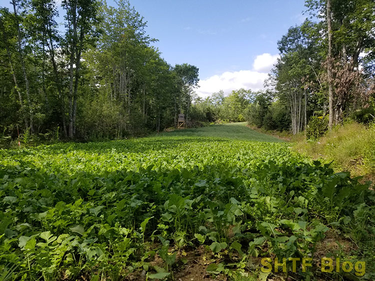 lengthy deer food plot