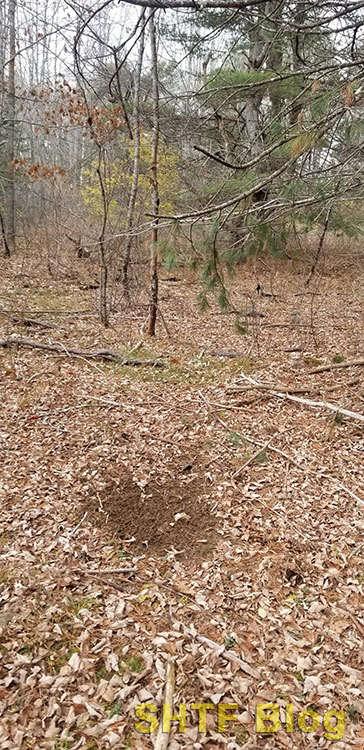 buck scrape on ground