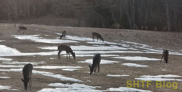 Deer Food Spring Gathering