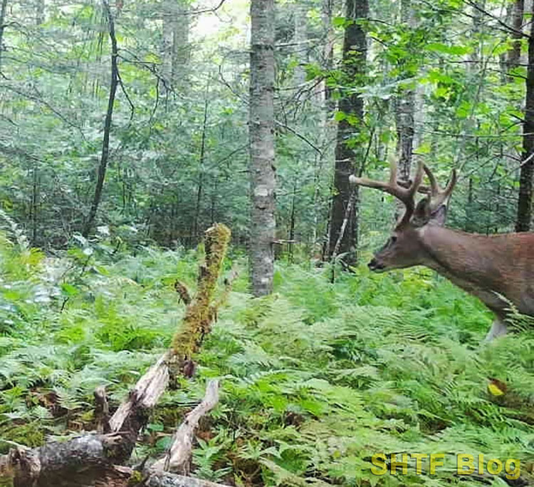 Velvet on Buck antlers