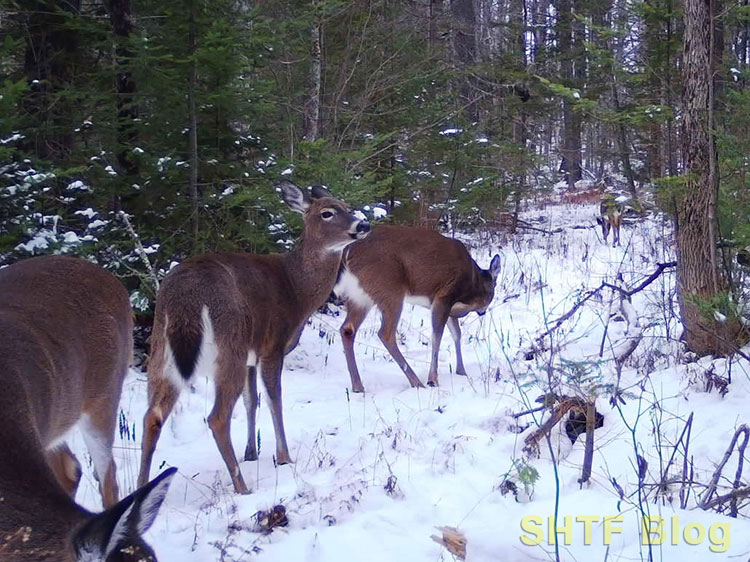 what deer like to eat feature