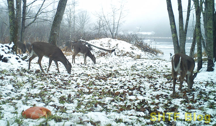 deer eating in winter at a food plot