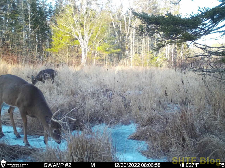 pair of bucks caught on game camera