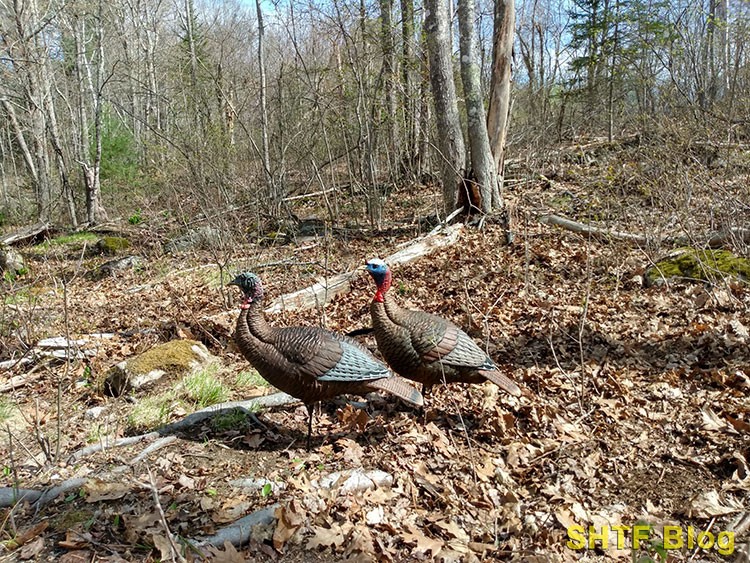 turkey decoys