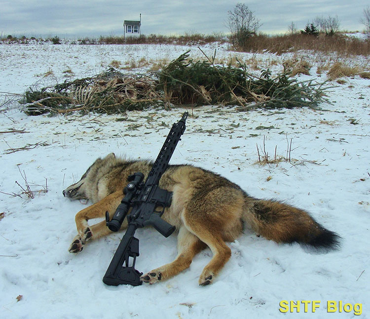 Coyote Bait Blind