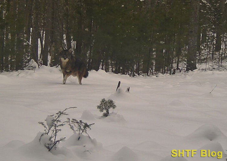 coyote in Maine