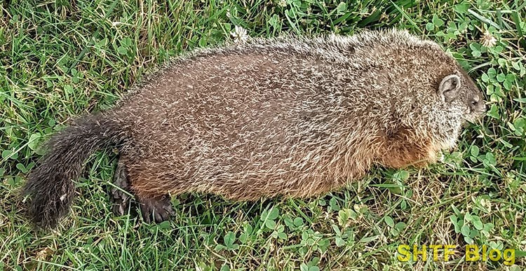 SB 59 HANDGUN SCOPES woodchuck