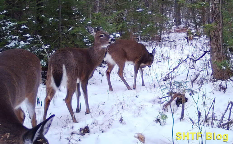 Deer Herd in woods