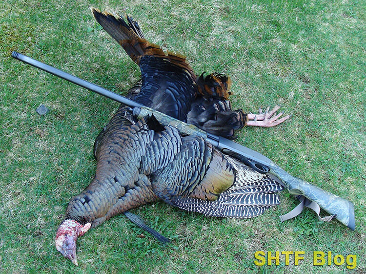 Remington 870 and a turkey