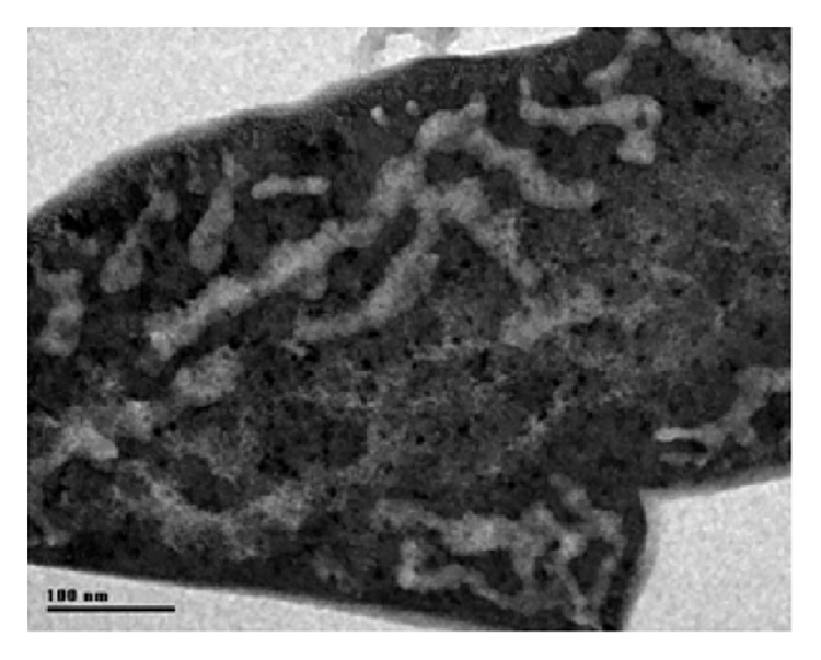 activated carbon under microscope