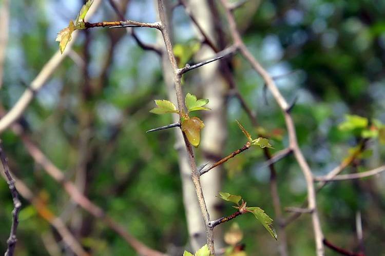 Washington Hawthorn (C. phaenopyrum)