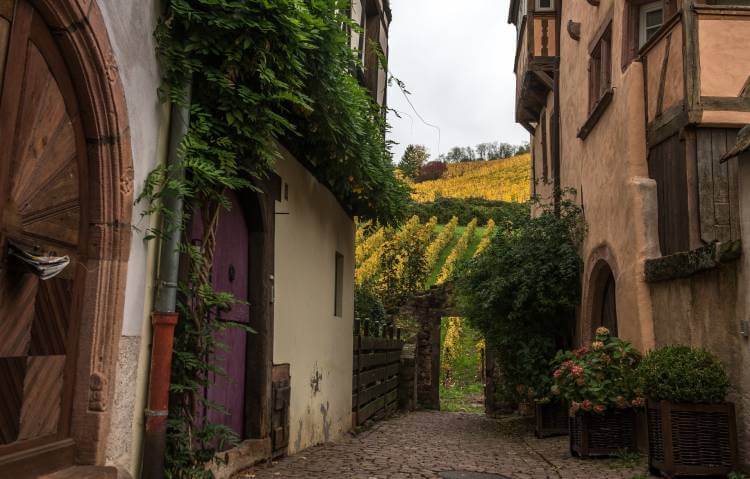 alsace trellis architecture