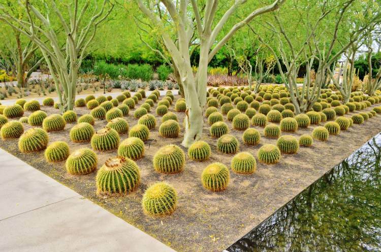 barrel-cactus