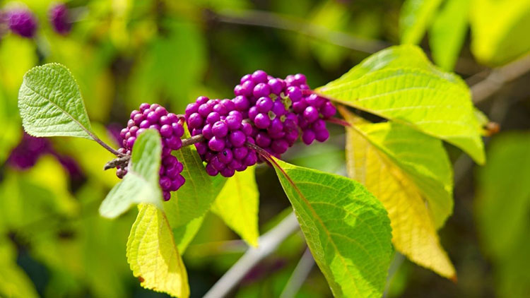 beautyberry