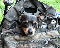 Dog Bug Out Bag