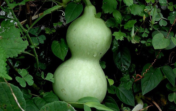 bottle gourd storage