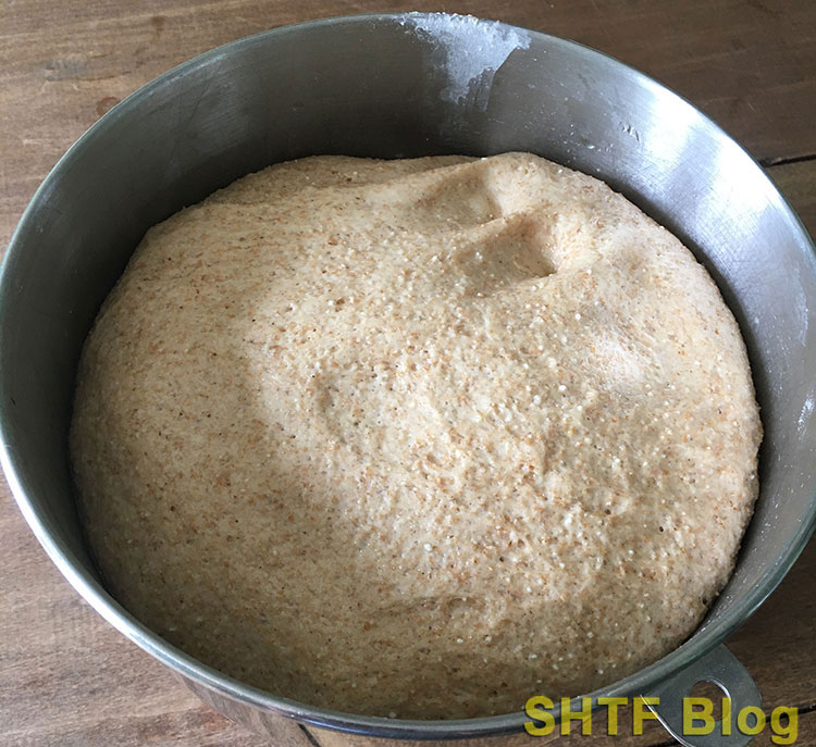 honey wheat bread dough