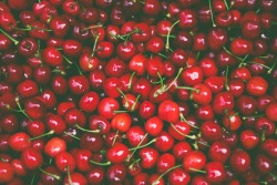 cherries_cherry_tree