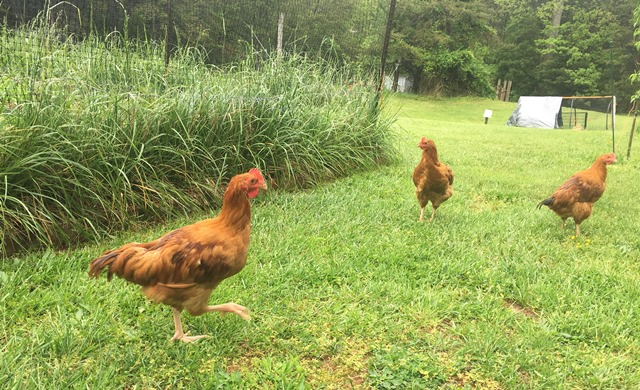 free range chickens