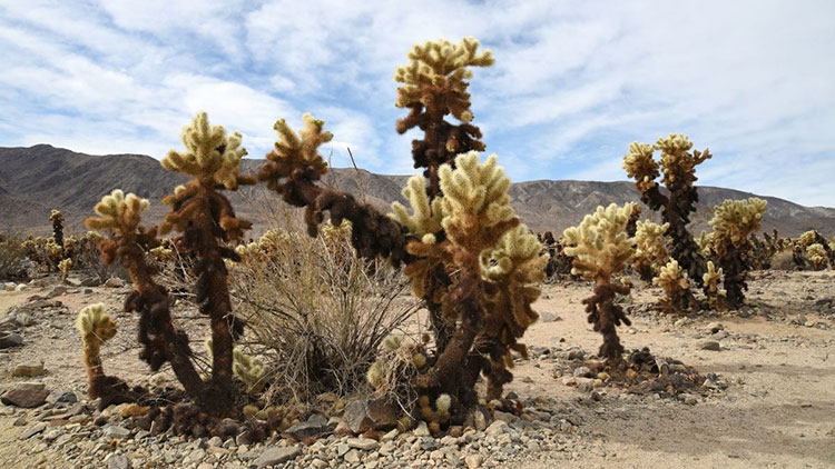 cholla cactus