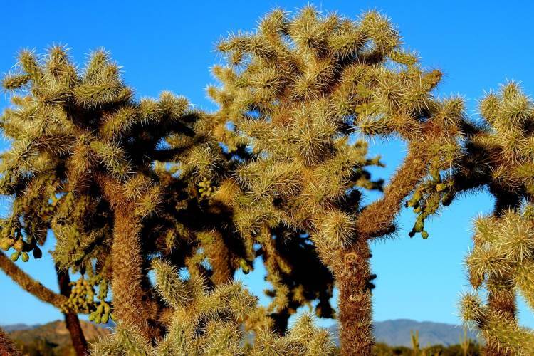 cholla kaktus