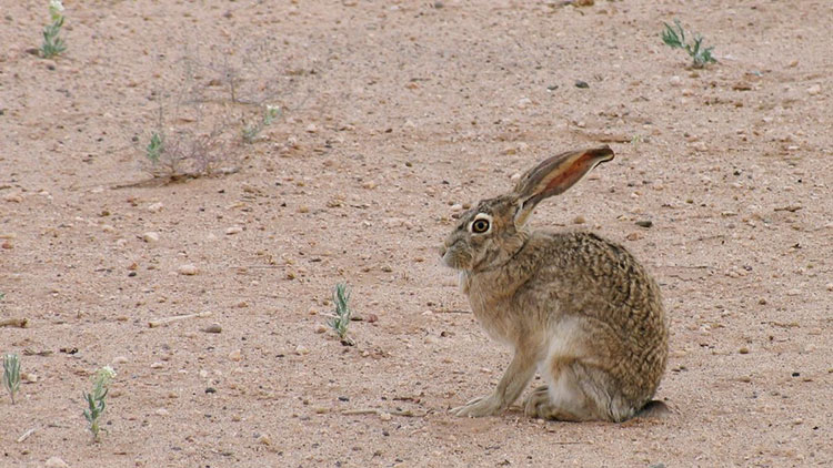 desert jackrabbit