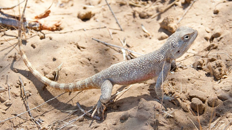 desert lizard