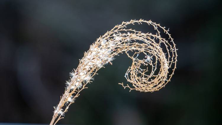 fibonacci spiral grass