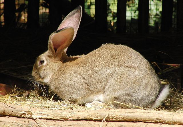 flemish giant rabbit